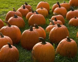 The 5 Best Healthy Pumpkin Recipes