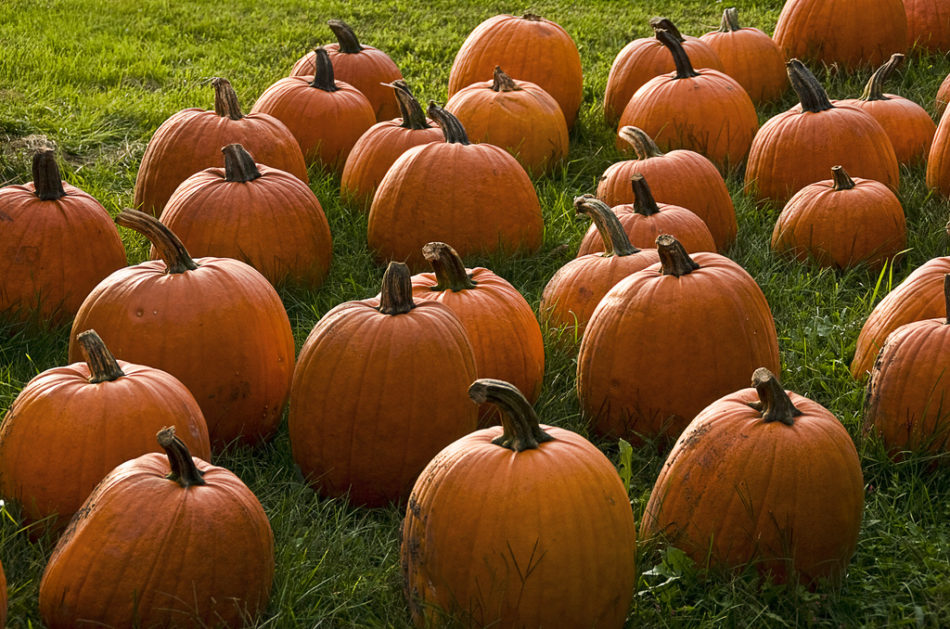 The 5 Best Healthy Pumpkin Recipes